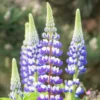 Csillagfürt › Lupinus Polyphyllus › The Governor
