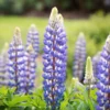 Csillagfürt › Lupinus Polyphyllus › The Governor