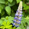Csillagfürt › Lupinus Polyphyllus › The Governor