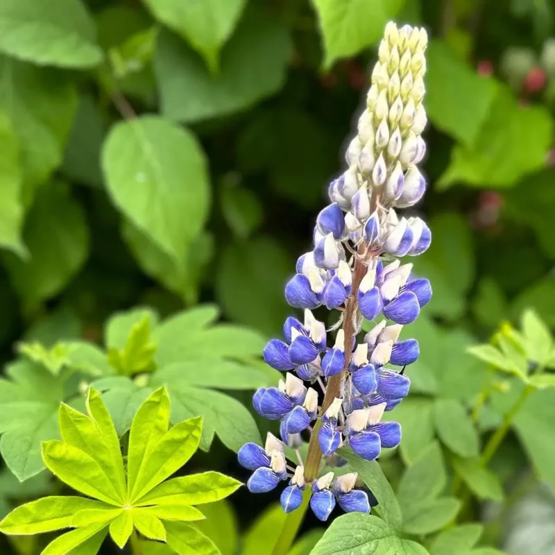 Csillagfürt › Lupinus Polyphyllus › The Governor