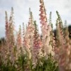 Gyűszűvirág › Digitalis Purpurea › Apricot Beauty