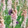 Gyűszűvirág › Digitalis Purpurea › Apricot Beauty