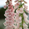 Gyűszűvirág › Digitalis Purpurea › Apricot Beauty