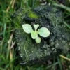Gyűszűvirág › Digitalis Purpurea palánta a Napfényes Virágfarmon