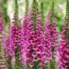Gyűszűvirág › Digitalis Purpurea › Candy Mountain Rose
