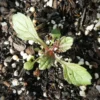 Ernyős Verbéna › Verbena bonariensis palánta