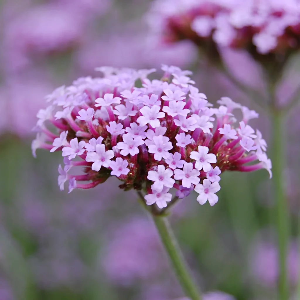 Ernyős Verbéna › Verbena bonariensis