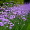 Ernyős Verbéna › Verbena bonariensis