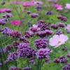 Ernyős Verbéna › Verbena bonariensis