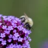 Ernyős Verbéna › Verbena bonariensis