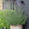 Ernyős Verbéna › Verbena bonariensis