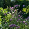 Ernyős Verbéna › Verbena bonariensis