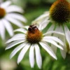 Kasvirág › Echinacea Purpurea › Alba