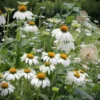 Kasvirág › Echinacea Purpurea › Alba