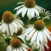 Kasvirág › Echinacea Purpurea › Alba