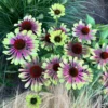 Kasvirág › Echinacea Purpurea › Green Twister