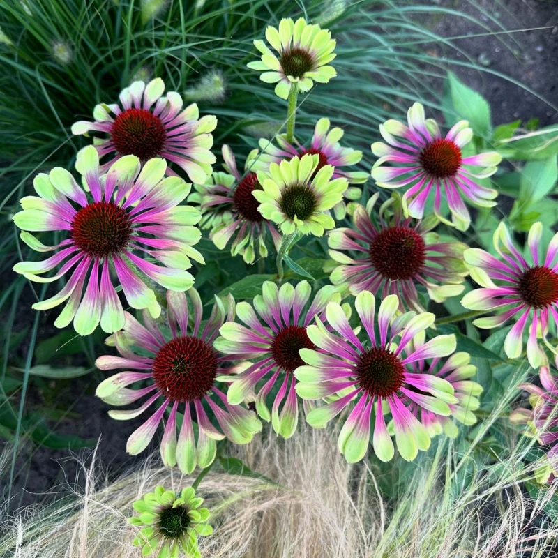 Kasvirág › Echinacea Purpurea › Green Twister