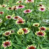 Kasvirág › Echinacea Purpurea › Green Twister
