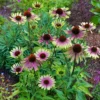 Kasvirág › Echinacea Purpurea › Green Twister