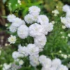 Teltvirágú Cickafark › Achillea Ptarmica › Noblessa