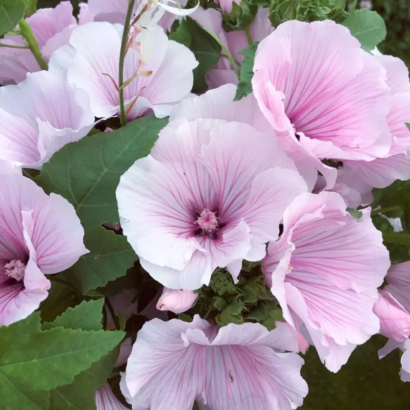 Madármályva › Lavatera Trimestris › Pink Regis