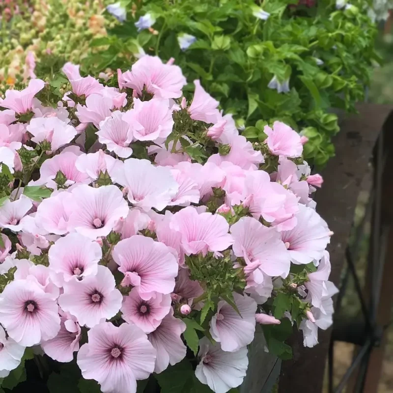 Madármályva › Lavatera Trimestris › Pink Regis