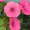Madármályva › Lavatera Trimestris › Ruby Regis