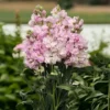 Nyári Viola › Matthiola Incana › Katz Cherry Blossom