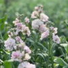 Nyári Viola › Matthiola Incana › Katz Cherry Blossom