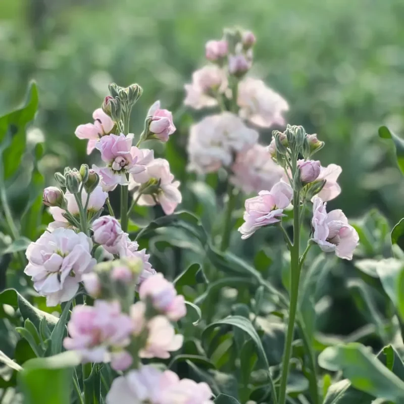 Nyári Viola › Matthiola Incana › Katz Cherry Blossom