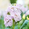 Nyári Viola › Matthiola Incana › Katz Cherry Blossom