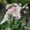 Nyári Viola › Matthiola Incana › Katz Cherry Blossom