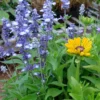 Lisztes zsálya › Salvia Farinacea › Fairy Queen