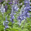 Lisztes zsálya › Salvia Farinacea › Fairy Queen