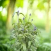 Lisztes zsálya › Salvia Farinacea › Fairy Queen