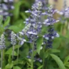 Lisztes zsálya › Salvia Farinacea › Fairy Queen