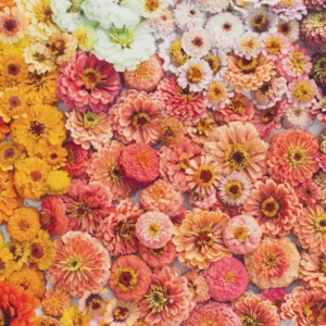 Áprilisban vethető virágok