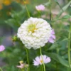 Rézvirág › Zinnia Elegans › Polar Bear