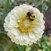 Rézvirág › Zinnia Elegans › Polar Bear