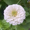 Rézvirág › Zinnia Elegans › Polar Bear