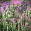 Tarkalevelű zsálya › Salvia Horminum › Napfényes mix