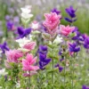 Tarkalevelű zsálya › Salvia Horminum › Napfényes mix