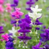 Tarkalevelű zsálya › Salvia Horminum › Napfényes mix