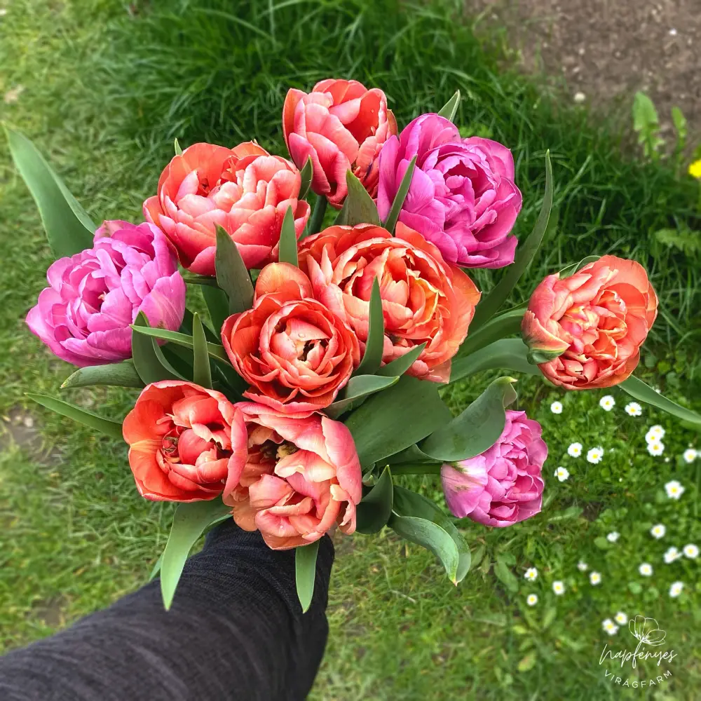 Napfenyes_Viragfarm_tulipan_csokor