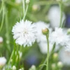 Búzavirág › Centaurea Cyanus › Snowman