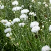 Búzavirág › Centaurea Cyanus › Snowman