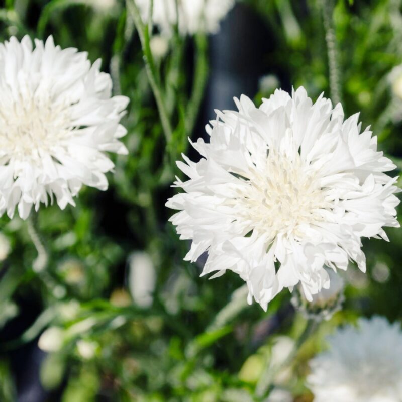 Búzavirág › Centaurea Cyanus › Snowman