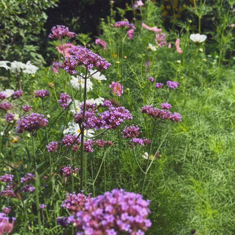 Ernyős Verbéna – Minden, amit tudni érdemes