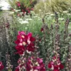 Tátika › Antirrhinum Majus › Night and Day