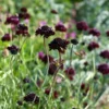 Ördögszem › Scabiosa Atropurpurea › Black Knight